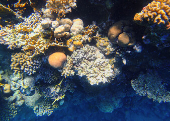 Brain coral Diploria, lobed coral Porites, staghorn coral Acropora, finger coral Porites compressa