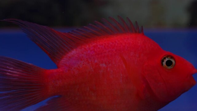 the blood parrot fish is a vibrant freshwater aquarium fish admired for its bright colors unique shape and popularity among ornamental fish enthusiasts
