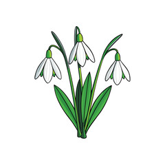 Delicate white snowdrop flowers blooming gracefully on a clean white background for spring design projects
