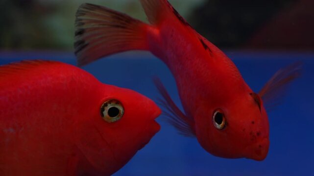 the blood parrot fish is a vibrant freshwater aquarium fish admired for its bright colors unique shape and popularity among ornamental fish enthusiasts