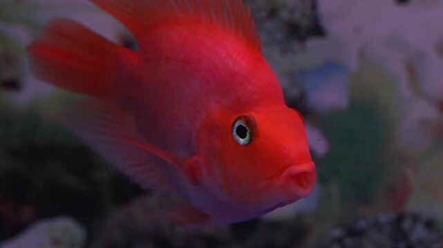 the blood parrot fish is a vibrant freshwater aquarium fish admired for its bright colors unique shape and popularity among ornamental fish enthusiasts