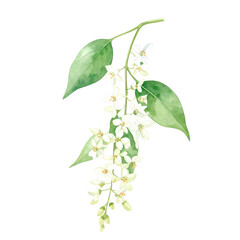 Fototapeta premium Delicate White Blossoms on Transparent Background