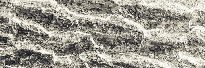 White grey color tree bark texture abstract background