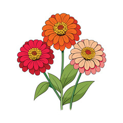 Vibrant zinnia flowers arranged in a beautiful group on a clean white background