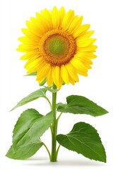 Bright sunflower with green leaves against white
