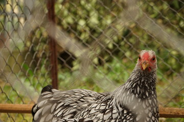Local exhibition of rabbits, poultry and pigeons. nice place, nice people.  September 2025.
