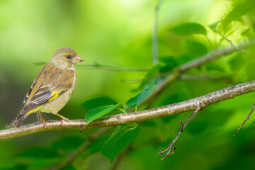 枝にとまるカワラヒワ