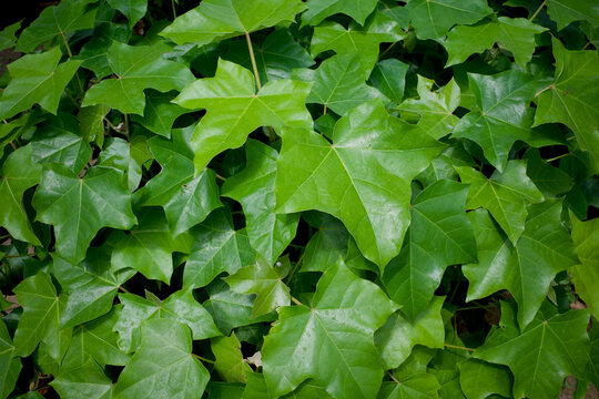 Candlenut fruits (Aleurites moluccana) seedling green leaves in the nursery, in Yogyakarta, Indonesia