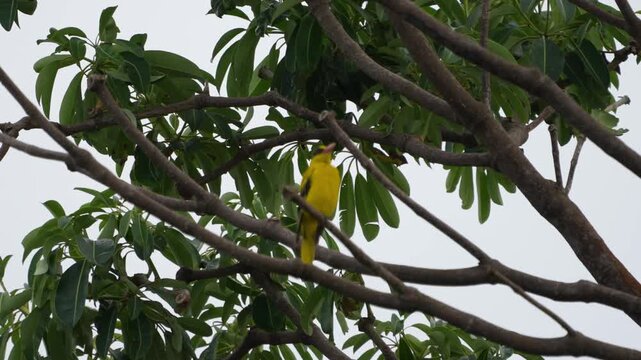 an oriole oriolus chinensis perches gracefully on a branch surrounded by fresh green leaves a vivid songbird admired for its bright plumage and lively presence