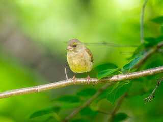 枝にとまるカワラヒワ