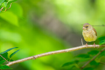 枝にとまるカワラヒワ