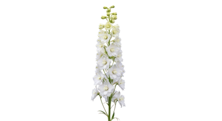 White delphinium flower isolated