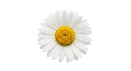 White daisy isolated against transparent background