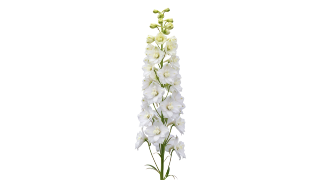 White delphinium flower isolated