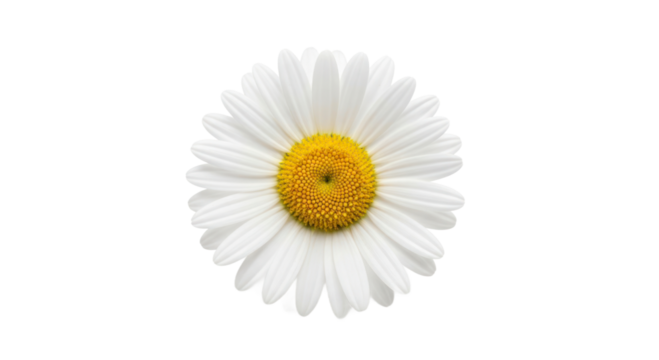 White daisy isolated against transparent background