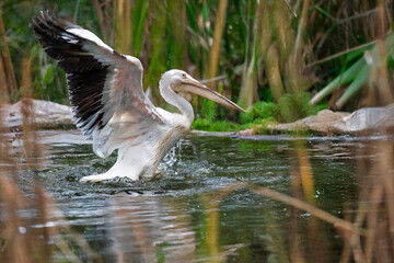 Pélican battant des ailes, sur l'eau, de profil