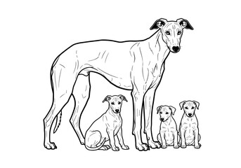 Fototapeta premium Adult Greyhound standing proudly with three puppies showcasing family bond and breed elegance