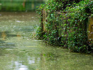 Algae bloom in natural pond indicating poor water quality - environmental pollution and eutrophication in freshwater ecosystem contamination.
