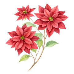 Obraz premium Red poinsettia flowers isolated on transparent background