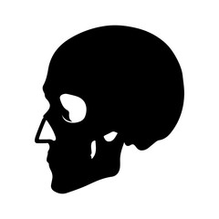 Skull side view with transparent background