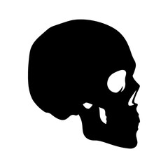 Skull side view with transparent background