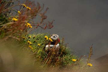 Atlantic Puffins on Icelandic Cliffs