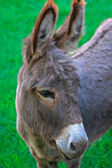 Ane - Equus asinus  en gros plan