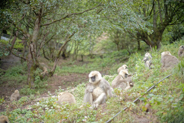 Wildlife Photography of Langur Monkey Family