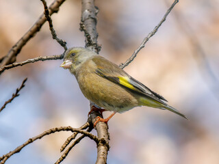Fototapeta premium 枝にとまるカワラヒワ