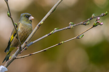 枝にとまるカワラヒワ