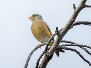 枝にとまるカワラヒワ