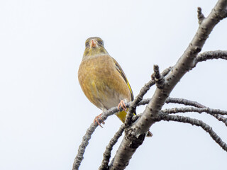 枝にとまるカワラヒワ