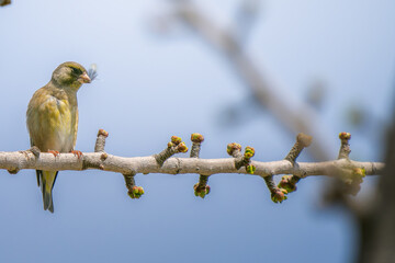 枝にとまるカワラヒワ