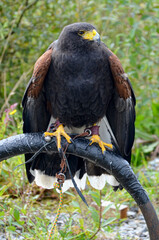 A Harris Hawk with a tether attached to its leg, perched on a metal bar, symbolizing the captivity or training of a bird of prey for falconry or other purposes.