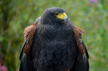 A majestic close-up portrait of a Harris Hawk with its brown and black plumage, a yellow beak, and intense eyes, against a soft-focus natural background.