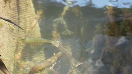 the white shrimp is a marine crustacean valued for its mild flavor tender texture and importance in seafood cuisine across coastal regions - Powered by Adobe