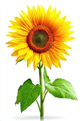 Bright sunflower with vibrant yellow petals and green leaves against a white background