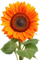 Vibrant orange sunflower, highlighted against white