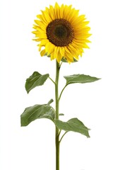 Single sunflower with a long stem and bright yellow petals against a white background