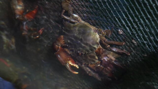 callinectes sapidus also known as the atlantic blue crab is a marine crustacean valued for its sweet meat ecological role and importance in seafood cuisine