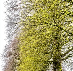 Row of trees with new spring foliage