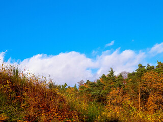 Obraz premium Autumnal trees on blue sky background.