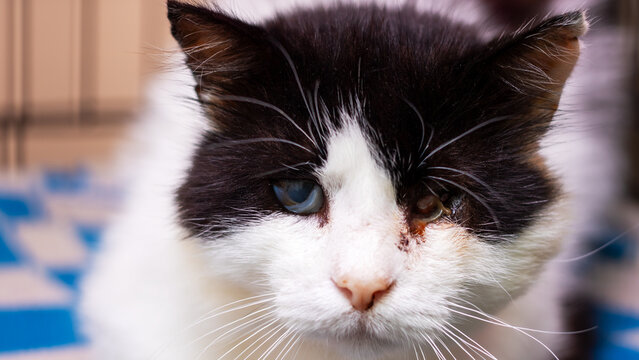 A black and white cat that has striking blue eyes is gazing at the camera