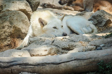 White wolf resting on rocky ground in natural habitat