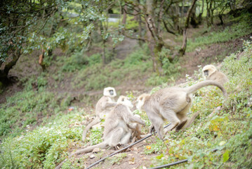 Primate Group Sitting on Grassland in Nature