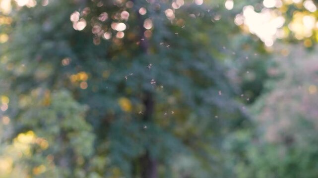Mosquitos swarm flying against the backdrop of woods at sunset, blurred background. Invasion of gnats. Warm summer evening concept. 