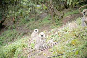 Southern Plains Langur Social Group in Forest