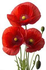 Obraz premium Close-up of three vibrant red poppies against a white background