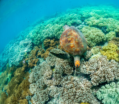 Turtle swimming over coral reef in Cairns, Australia