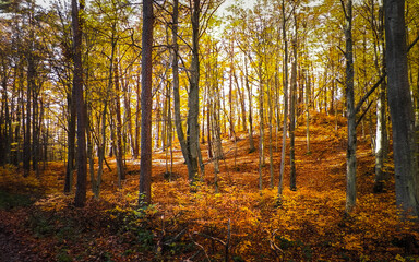 Obraz premium Autumn in forest. Beauty of nature